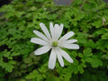 Anemone apennina albiflora