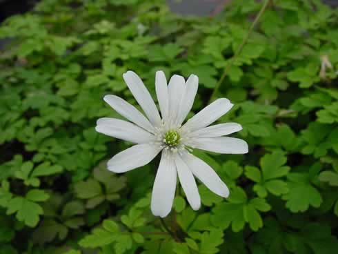 Anemone apennina albiflora