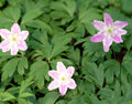 Big white flowers quickly turning pink with age