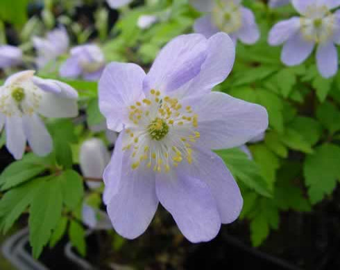 Woodland Plants - Herbaceous Woodlanders - Anemone nemorosa ...