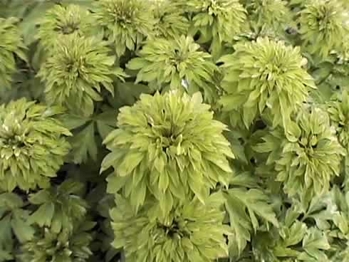 Green petalled flowers