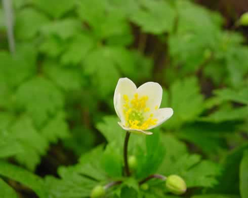 Creamy white flowers and fresh green foliage