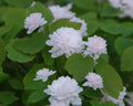 Palest pink fully double flowers