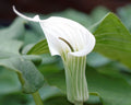 White jack-in-the-pulpit flower with green leaves on a blurred background