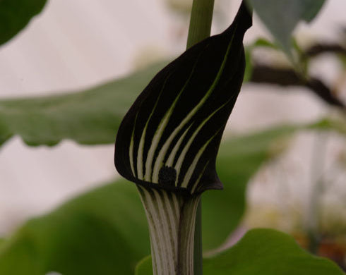 Near black flower with white stripes