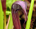 Attractive and unusual red and white striped flowers