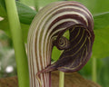 Close-up of a unique plant with striped leaves against a blurred green background