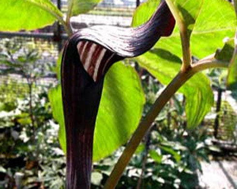 Close-up of a unique plant with a long, curved purple flower spike against green leaves.