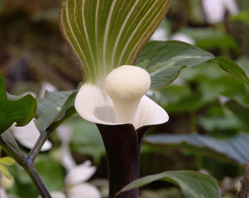 Brown and white spathes with a central marshmallow looking spadix