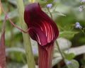 Really big red and white flowers