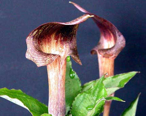Arisaema ternatipartitum