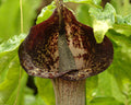 Big impressive brownish flower spathes