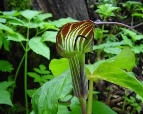 Arisaema lichiangense