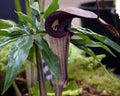 Close-up of a jack-in-the-pulpit plant with dark purple spathe and green leaves.