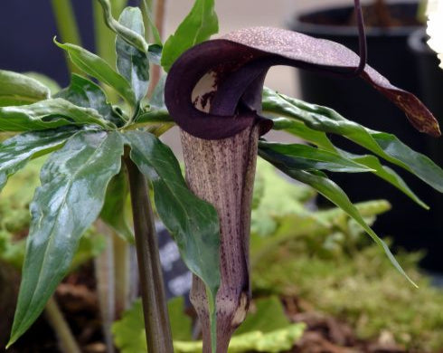 Close-up of a jack-in-the-pulpit plant with dark purple spathe and green leaves.