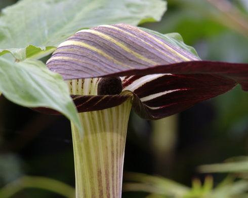 Arisaema serratum