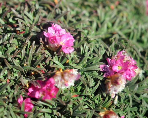 Armeria maritima Rubrifolia Compacta