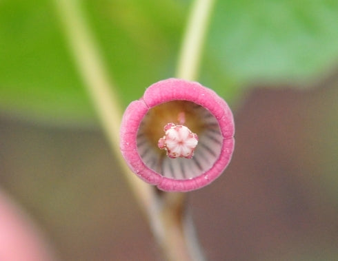 Pink cupped flowers on short stems