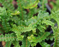 Rich green fronds with crested tips
