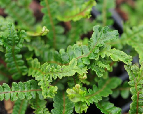 Rich green fronds with crested tips