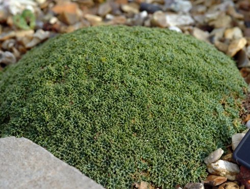 Tight hard dark green leaves in mounds