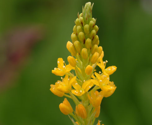 Bright yellow flowers in spikes