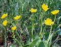 Caltha palustris minor