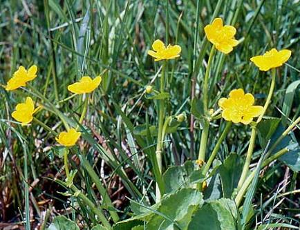 Caltha palustris minor