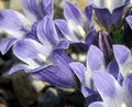 Campanula chamissonis