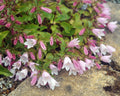 Campanula betulifolia