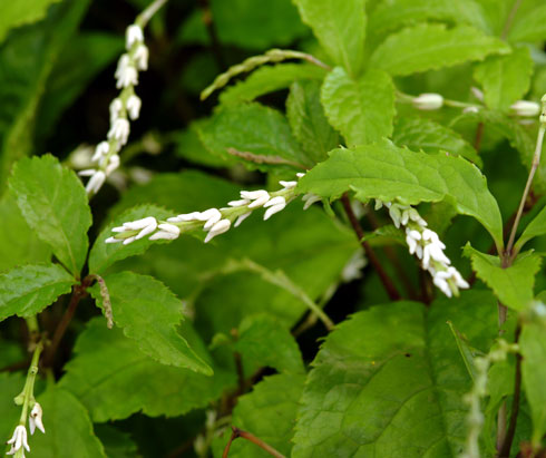White flowers and soft green foliage.