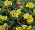 Chrysosplenium davidianum