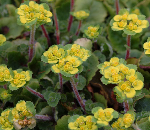 Chrysosplenium davidianum