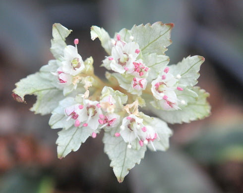 Chrysosplenium macrophyllum
