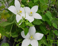 White flowers with green leaves on a natural background