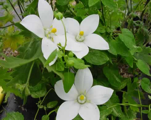 White flowers with green leaves on a natural background