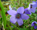 Close-up of a purple flower with green leaves in the background