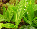 Green leaves having white lines with white flowers on a natural background