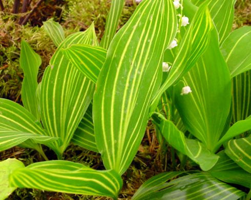 Green leaves having white lines with white flowers on a natural background