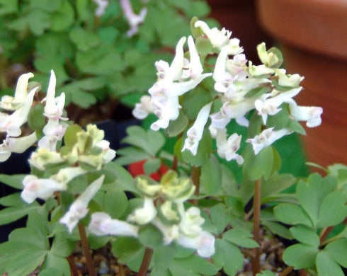 White flowers with green leaves in a garden setting