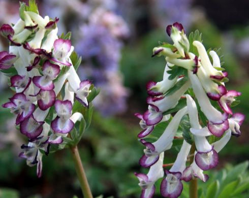 White and purple flowers with green leaves on a blurred natural background