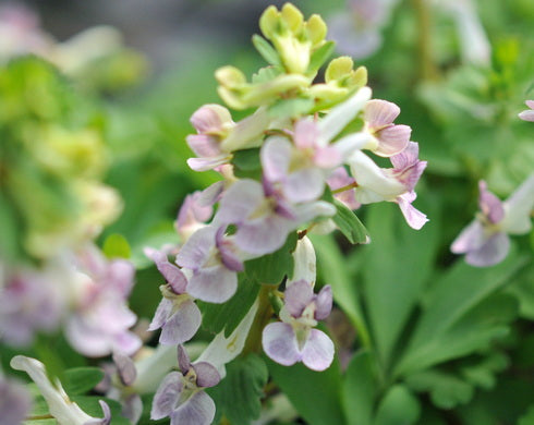 Corydalis x allenii