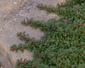 Lovely prostrate form with red berries.