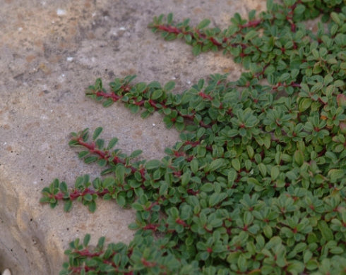 Lovely prostrate form with red berries.