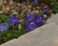 Purple flowers growing among rocks and gravel