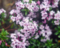 Daphne x latymeri Spring Sonnet
