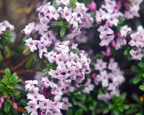Daphne x latymeri Spring Sonnet