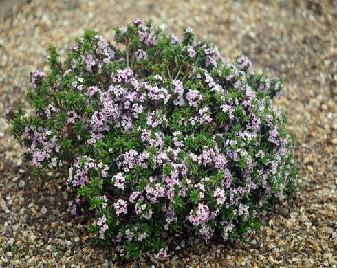 Daphne x latymeri Spring Sonnet