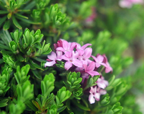 Daphne x schlyteri Lovisa Maria