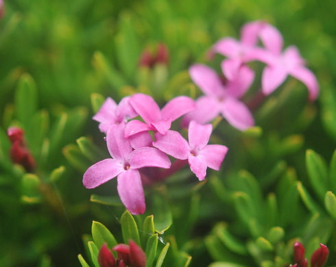 Daphne x schlyteri Lovisa Maria